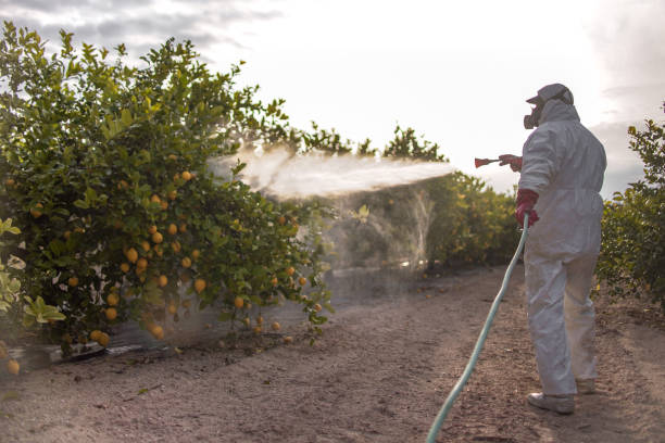 Best Flea Control Services  in Henderson, TN