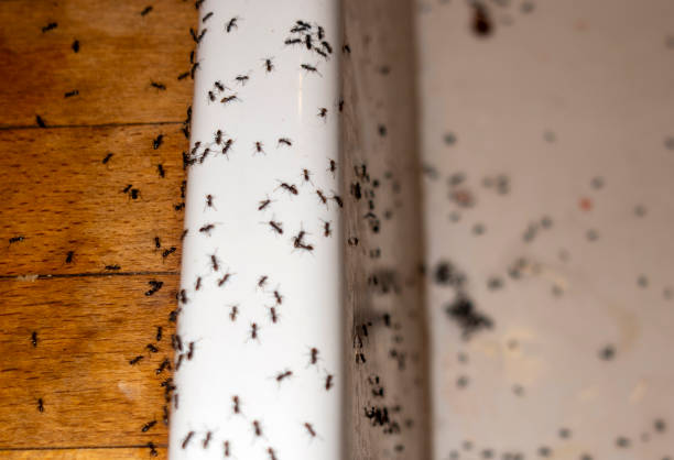 Best Pest Control Near Me in Henderson, TN